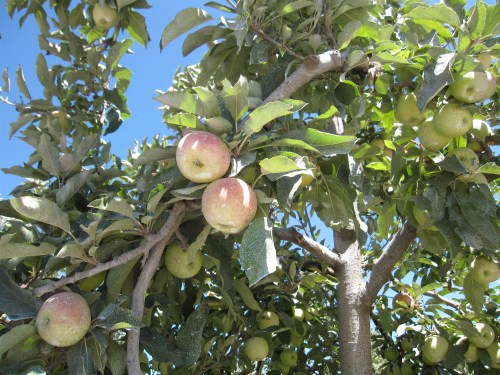 Organic apple orchard, Placilla, Chile