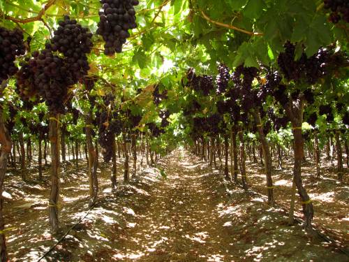 Red table grapes, Copiapo Valley, Chile