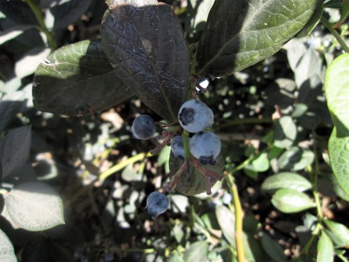 Blueberry orchard, Lampa, Chile