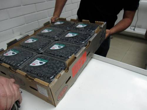 Blueberries ready for shipping, Vitalberry, Lampa, Chile
