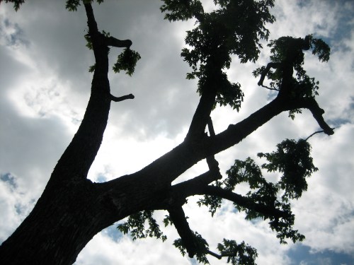 Cool tree shot on the farm