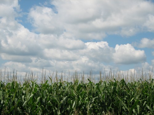Corn fields near Kimberley Farms, Des Moines