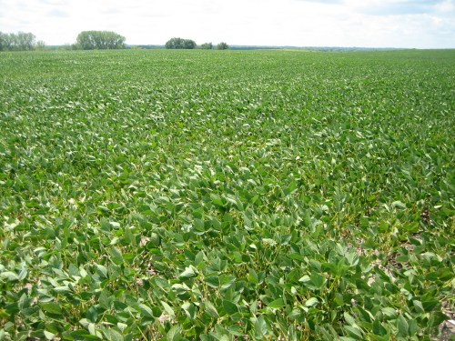 Soybeans about 3 months before harvest