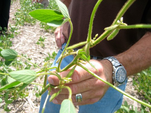 Close-up of a soybean plant