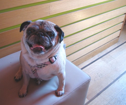 "Pugsley" upstairs at Juicy